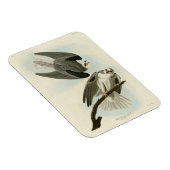 Black-Winged Hawk - Audubons Vögel in Amerika Magnet (Rechte Seite)