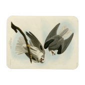 Black-Winged Hawk - Audubons Vögel in Amerika Magnet (Horizontal)