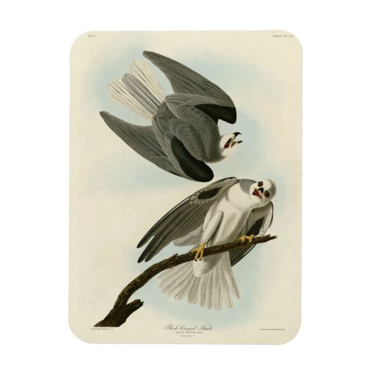 Black-Winged Hawk - Audubons Vögel in Amerika Magnet (Vertikal)