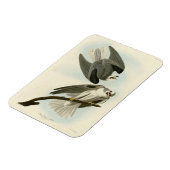 Black-Winged Hawk - Audubons Vögel in Amerika Magnet (Linke Seite)