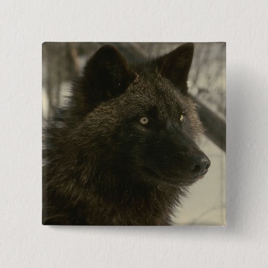 Black Wolf Dog Button (Vorderseite)