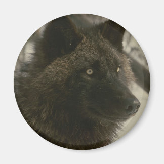 Black Wolf Dog Magnet