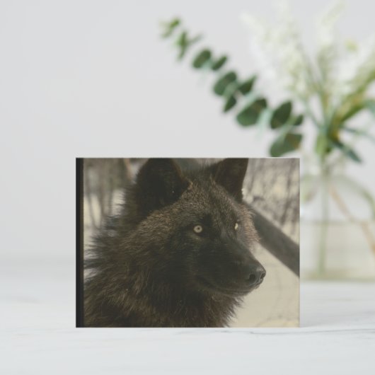 Black Wolf Dog Postkarte (Stehend Vorderseite)