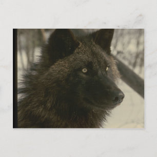 Black Wolf Dog Postkarte