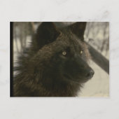 Black Wolf Dog Postkarte (Vorderseite)