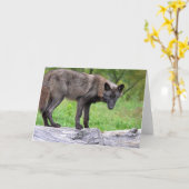 Black Wolf Greeting Card Karte (Gelbe Blume)