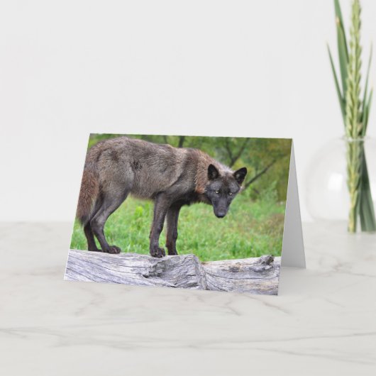 Black Wolf Greeting Card Karte (Vorderseite)