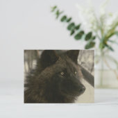 Black Wolf Postcard Postkarte (Stehend Vorderseite)