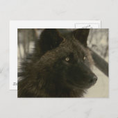 Black Wolf Postcard Postkarte (Vorne/Hinten)