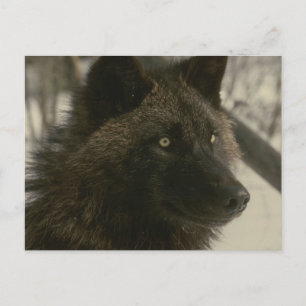 Black Wolf Postcard Postkarte