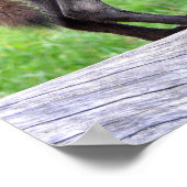 Black Wolf Poster (Ecke)