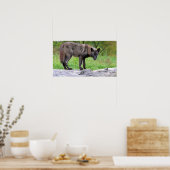 Black Wolf Poster (Küche)