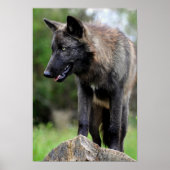 Black Wolf Poster (Vorne)