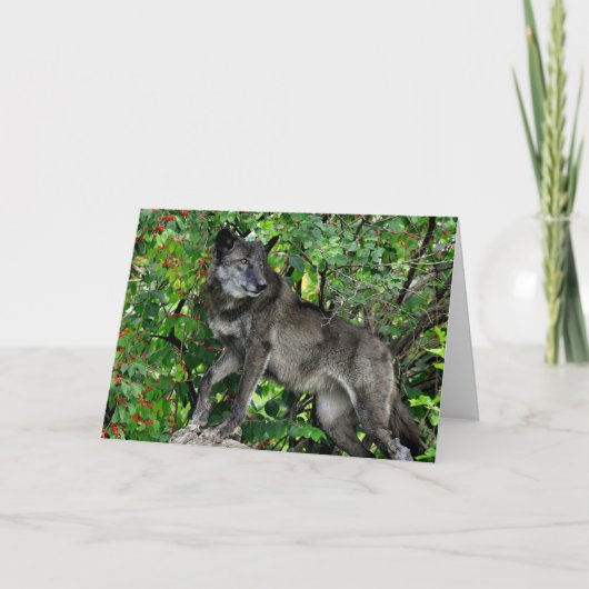 Black Wolf with Red Berries Greeting Card Karte (Vorderseite)