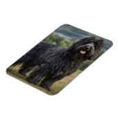 Black Wooly Bergamasco Sheepdog, Magnet (Linke Seite)