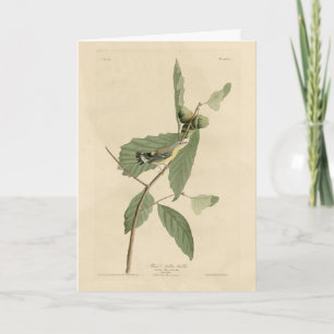 Black & Yellow Warbler, Audubons Vögel in Amerika Karte