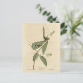 Black & Yellow Warbler, Audubons Vögel in Amerika Postkarte (Stehend Vorderseite)