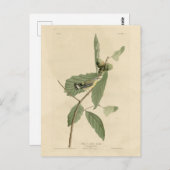 Black & Yellow Warbler, Audubons Vögel in Amerika Postkarte (Vorne/Hinten)