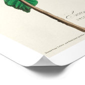 Black & Yellow Warbler von Audubon Poster (Ecke)