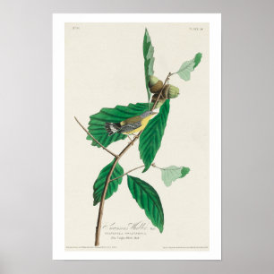 Black & Yellow Warbler von Audubon Poster