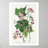 Black & Yellow Warblers von Audubon Poster (Vorne)
