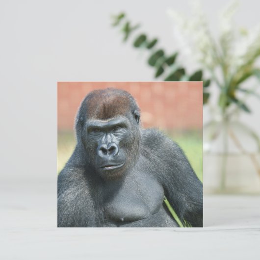 Blackback Gorilla Lope Portrait (Stehend Vorderseite)