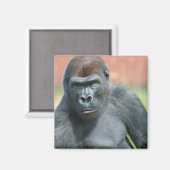 Blackback Gorilla Lope Portrait Magnet (Vorderseite/Rückseite)