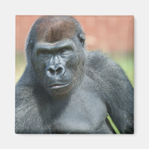 Blackback Gorilla Lope Portrait Magnet
