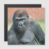 Blackback Gorilla Lope Portrait Magnetkarte (Vorne/Hinten)
