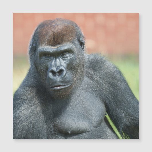 Blackback Gorilla Lope Portrait Magnetkarte (Vorderseite)