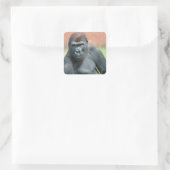 Blackback Gorilla Lope Portrait Quadratischer Aufkleber (Tasche)