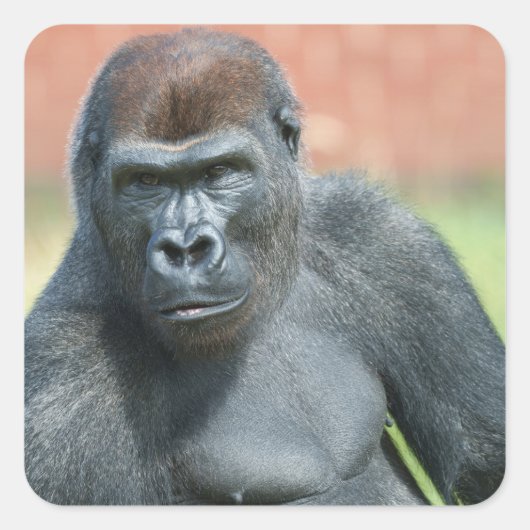 Blackback Gorilla Lope Portrait Quadratischer Aufkleber (Vorderseite)