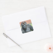 Blackback Gorilla Lope Portrait Quadratischer Aufkleber (Umschlag)