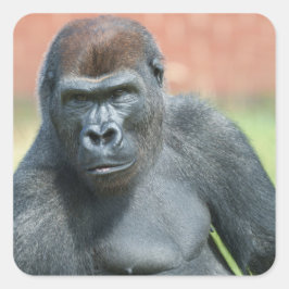 Blackback Gorilla Lope Portrait Quadratischer Aufkleber