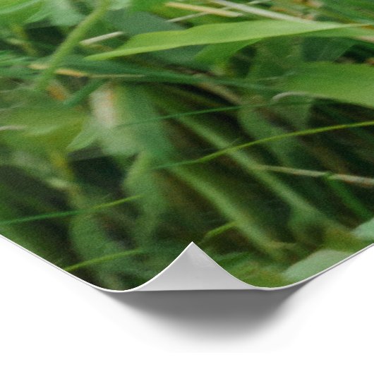 Blackback Gorilla Lope Poster (Ecke)