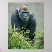 Blackback Gorilla Lope Poster (Vorne)