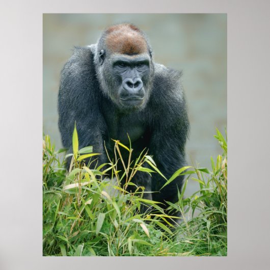 Blackback Gorilla Lope Poster (Vorne)