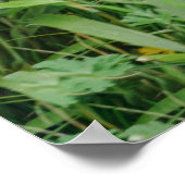 Blackback Gorilla Lope Poster (Ecke)