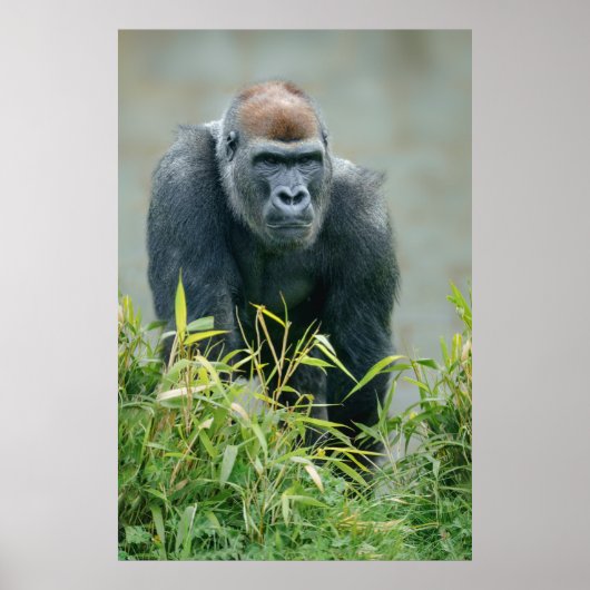 Blackback Gorilla Lope Poster (Vorne)