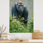 Blackback Gorilla Lope Poster (Küche)
