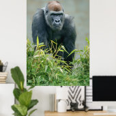 Blackback Gorilla Lope Poster (Heimbüro)