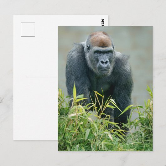 Blackback Gorilla Lope Postkarte (Vorne/Hinten)