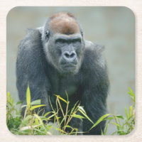 Blackback Gorilla Lope