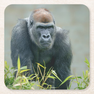 Blackback Gorilla Lope Rechteckiger Pappuntersetzer