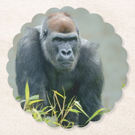 Blackback Gorilla Lope Untersetzer (Vorderseite)