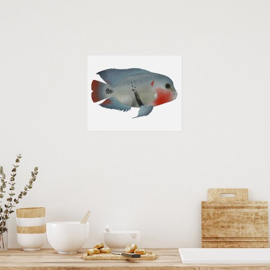 Blackbelt Cichlid Poster (Küche)