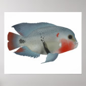 Blackbelt Cichlid Poster (Vorne)