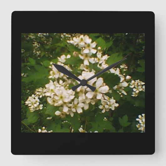 BlackBerry Blossom Quadratische Wanduhr (Vorderseite)