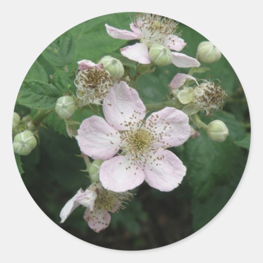 BlackBerry-Blume-Aufkleber Runder Aufkleber (Vorderseite)