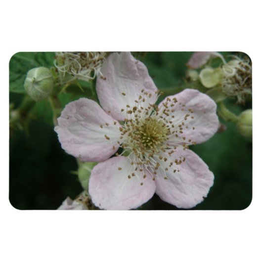 BlackBerry Blume Macro Premium Magnet (Horizontal)